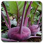 Kohlrabi - Azur Star
