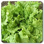 Lettuce (Green Leaf) - Black Seeded Simpson