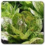 Lettuce (Romaine) - Freckles