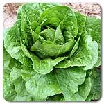 Lettuce (Romaine) - Parris Island Cos