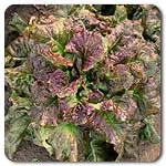 Lettuce (Red Leaf) - Red Tide