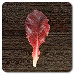 Lettuce (Red Leaf) - Refugio