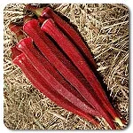 Okra - Burgundy