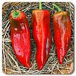 Peppers (Sweet) - Corno di Toro