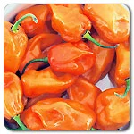 Peppers (Hot) - Magnum Habanero
