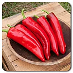 Peppers (Hot) - NuMex Joe E. Parker Anaheim