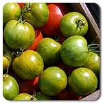 Tomatoes (Midsize) - Green Zebra