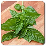 Basil - Italian Large Leaf