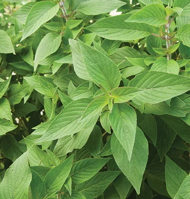 Sage - Pineapple