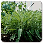 Sage - Fanni Common