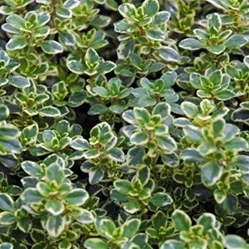 Thyme - Golden Variegated