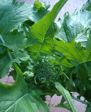Broccoli Raab - Early Rapini