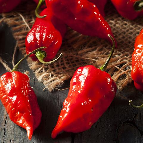 Peppers (Hot) - Bhut Jolokia (Ghost)