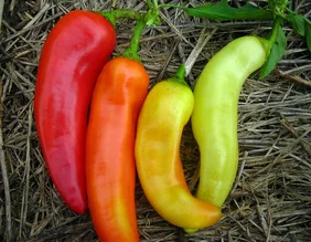Peppers (Sweet) - Sweet Banana