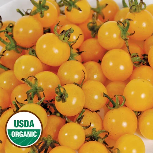 Tomato (Cherry) - Igleheart Yellow Cherry