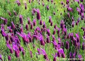 Lavender - Spanish