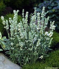 Lavender - White Ice