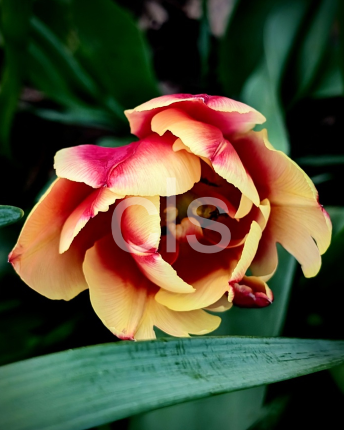 image_original_8a0496f6a6397581367536557e603826.png
