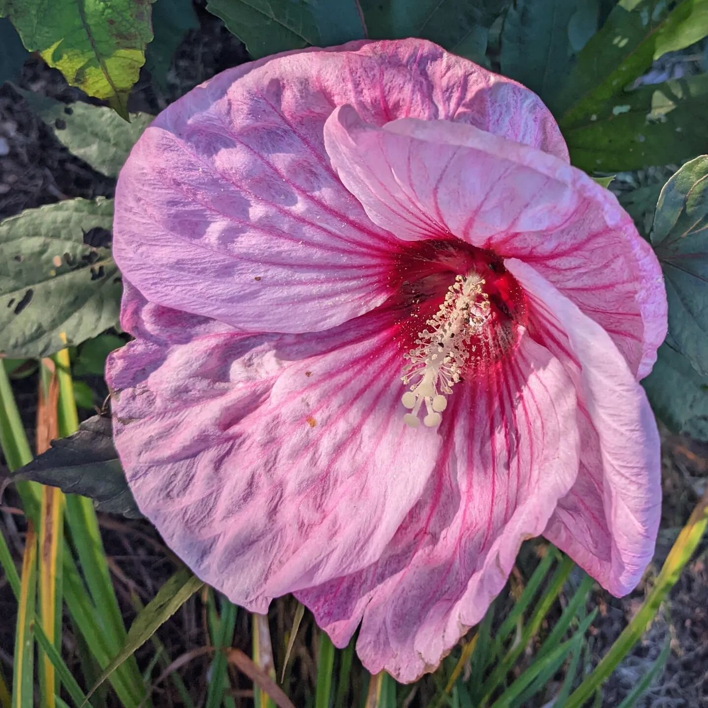 I love a good surprise - like this pink hibiscus in a bush full of white!

It almost looks like the petals just got dyed by the pink center in the rain...

10921 #hibiscus #hibiscusflower #gianthibiscus #dinnerplatehibiscus  #perennialhibiscus #hardy