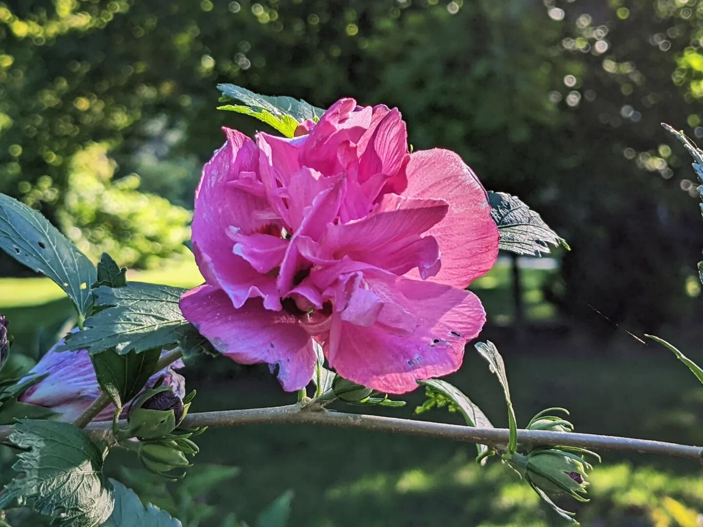Not nearly as many blooms as last year (because of the neighboring redbud's growth - we have so many trees!) but I'm still enjoying the pops of pink on the Rose of Sharon.

Last year I learned that it's a hibiscus, distinguished from the perennial (o