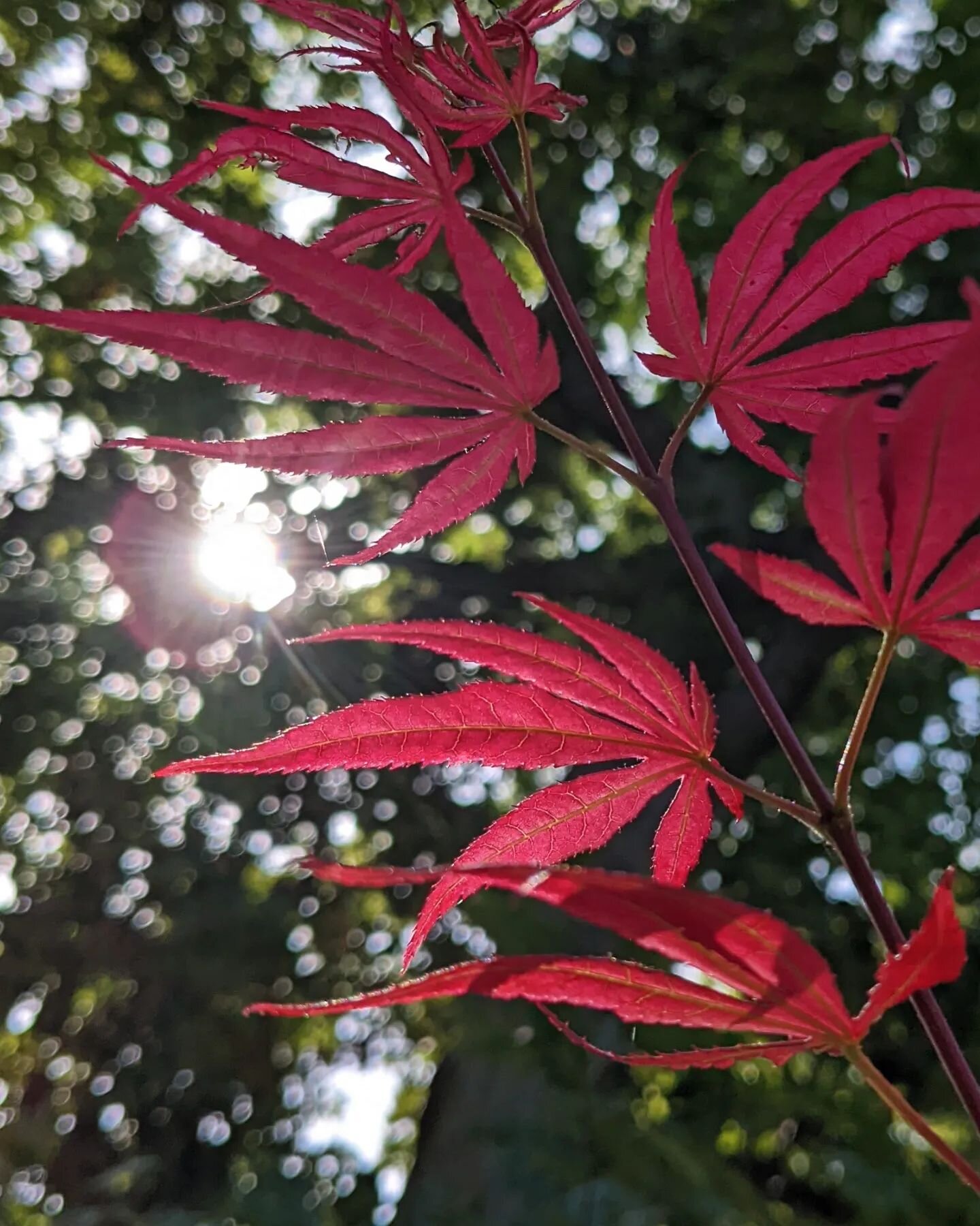 Spotlight on acer leaves.

10921 #japanesemaple #acerpalmatum #japonica #redleaves #redleaf