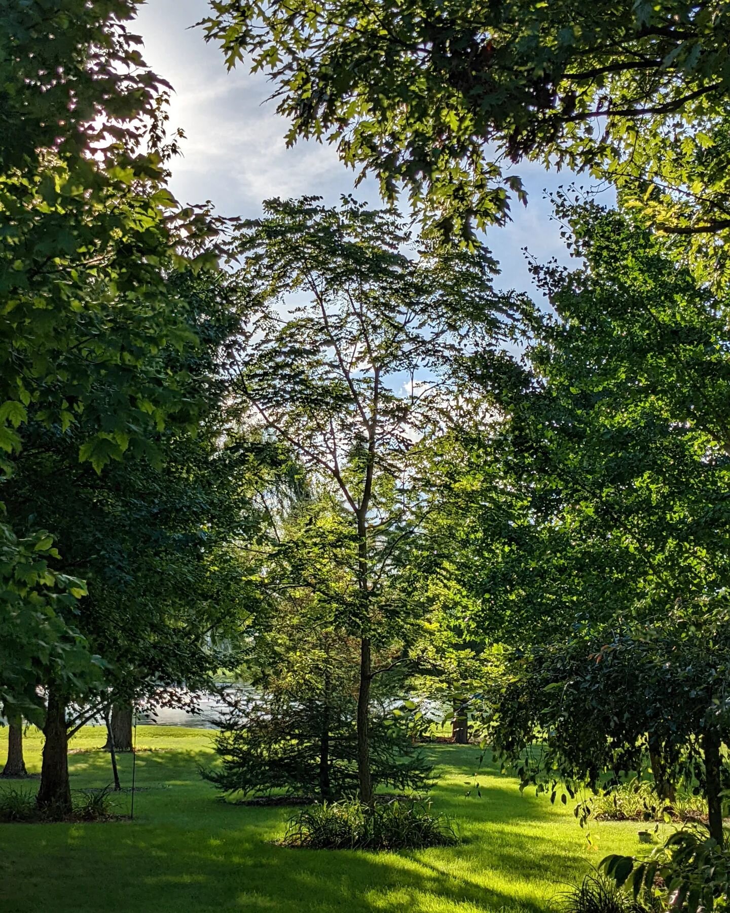We talk about how we may have too many trees and they may be too close together. But a walk in the (bigger) woods, below a beautiful green canopy, reminds me they'll be just fine.

Center stage is the Kentucky coffeetree. (It makes for really bad cof