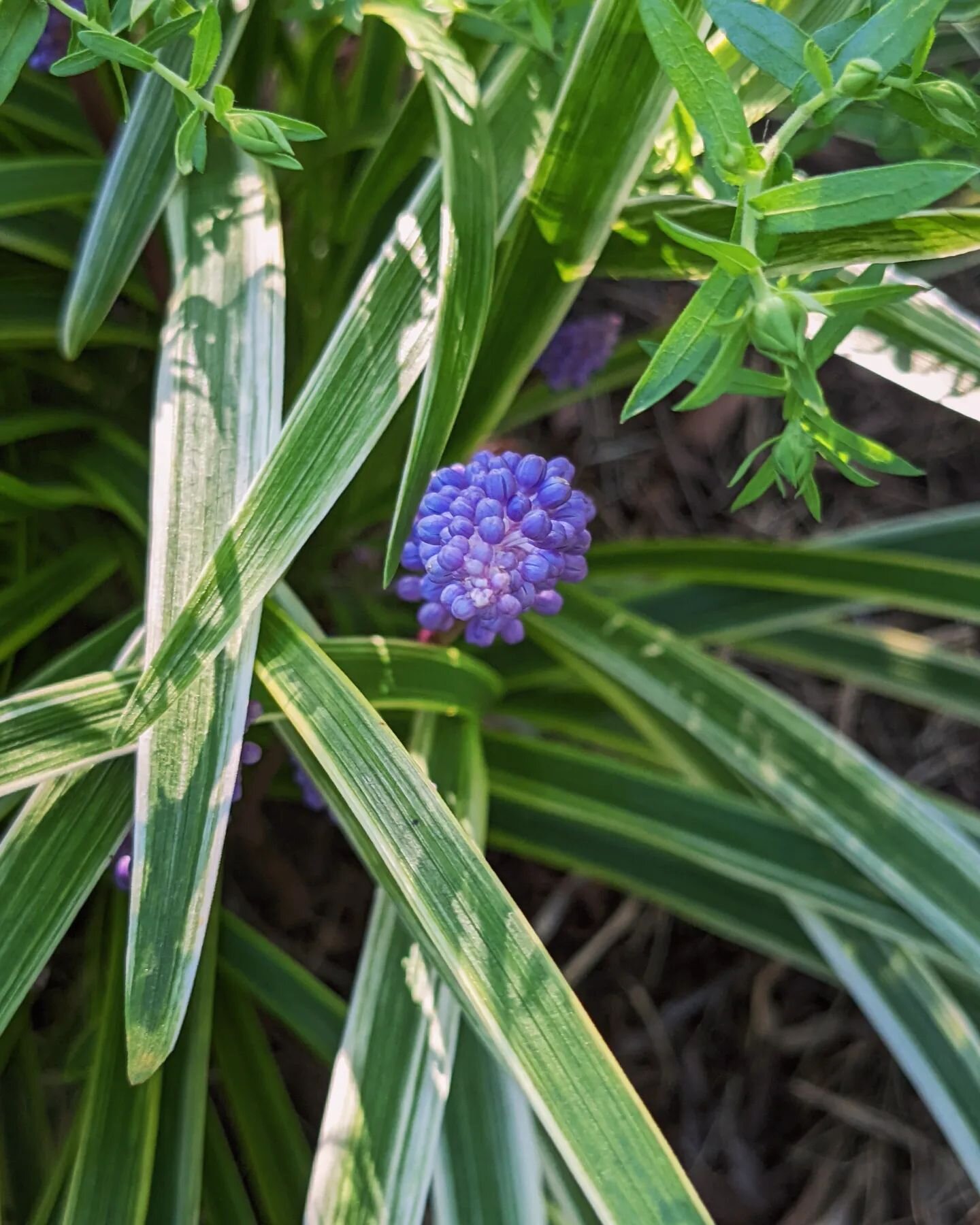 The New England aster is overpowering our variegated lilyturf but if you look close you'll see it's still blooming!

10921 #lilyturf #liriope #liriopemuscari #variegated #liriopemuscarivariegata #monkeygrass #borderplants