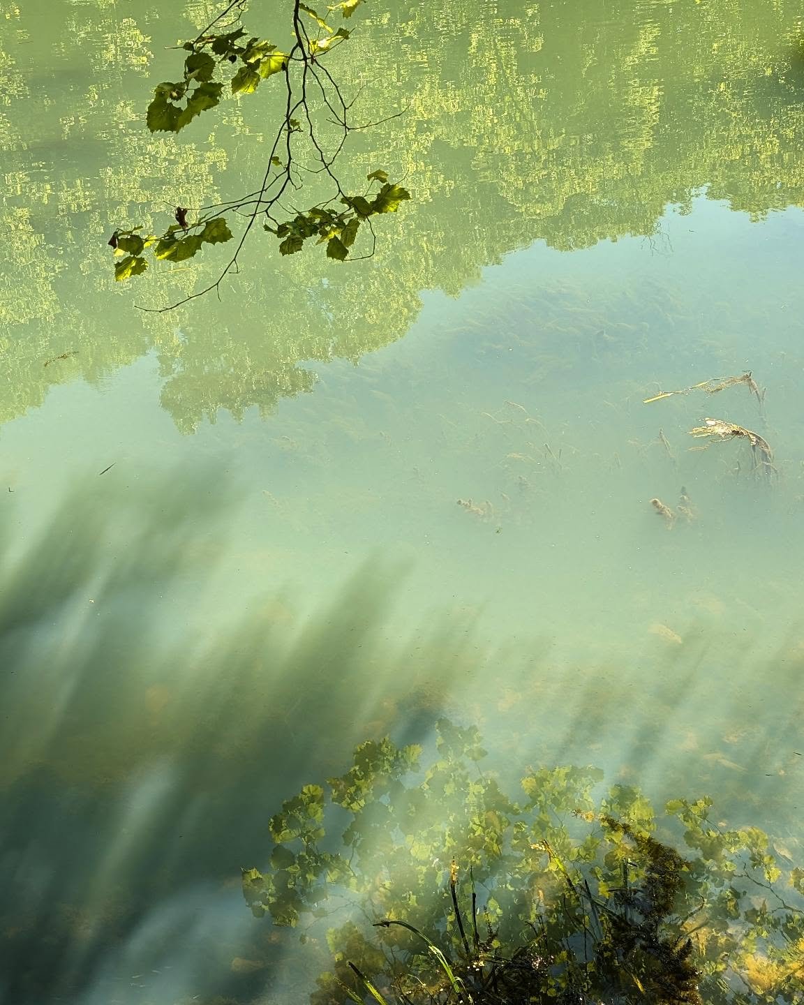 So many, many reflections on my walk through Ha Ha Tonka park in the Lake of the Ozarks (finally made it back to see my friends and family in Missouri!!).

#waterreflection #reflection_perfection