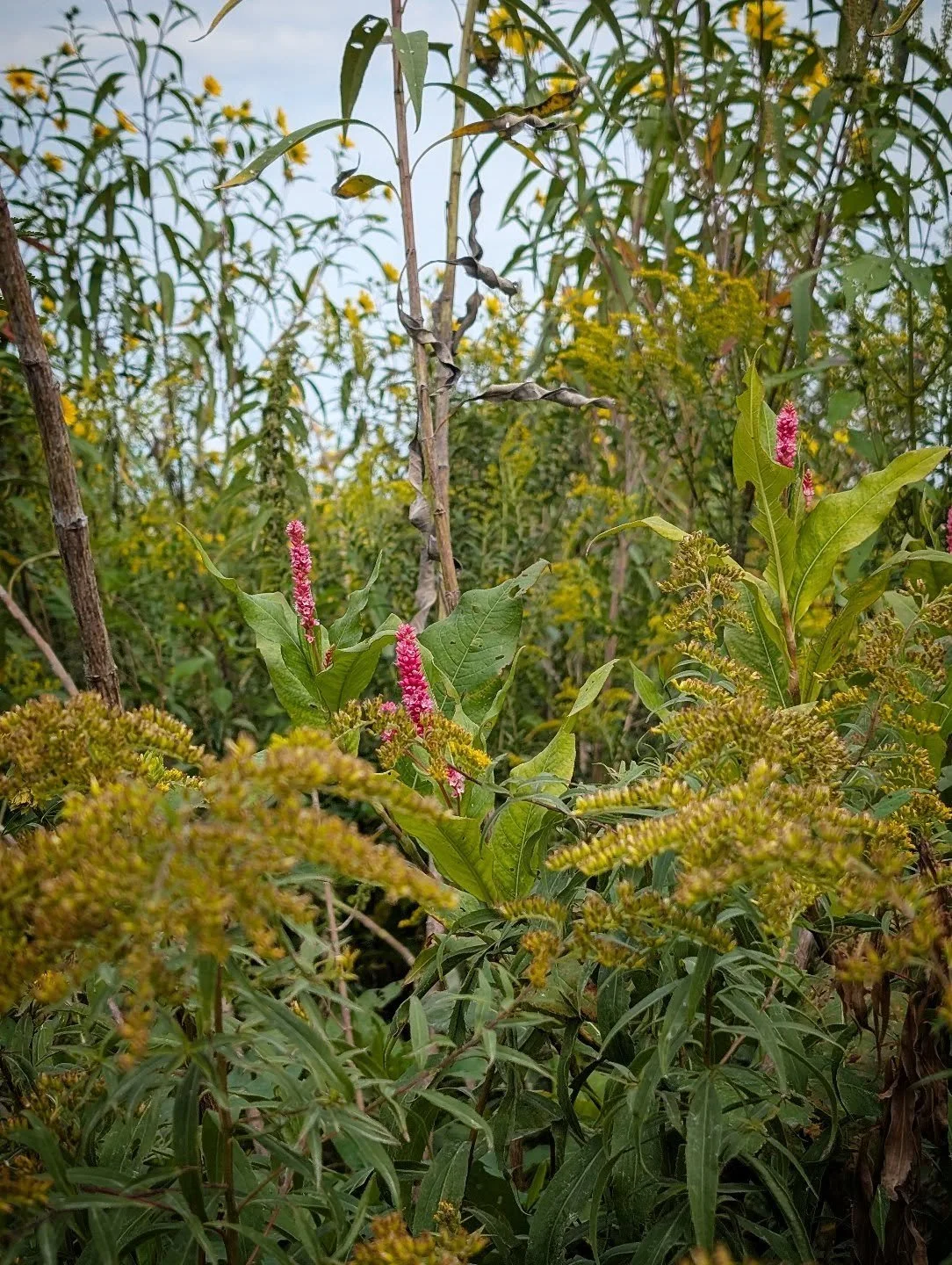 Joined in for a beautiful walk through Eagle Marsh during @fwlittleriverwetlands Monarch Festival. The path was non-stop yellow flowers with splashes of pink and purple - and more. Definitely worth visiting & supporting!