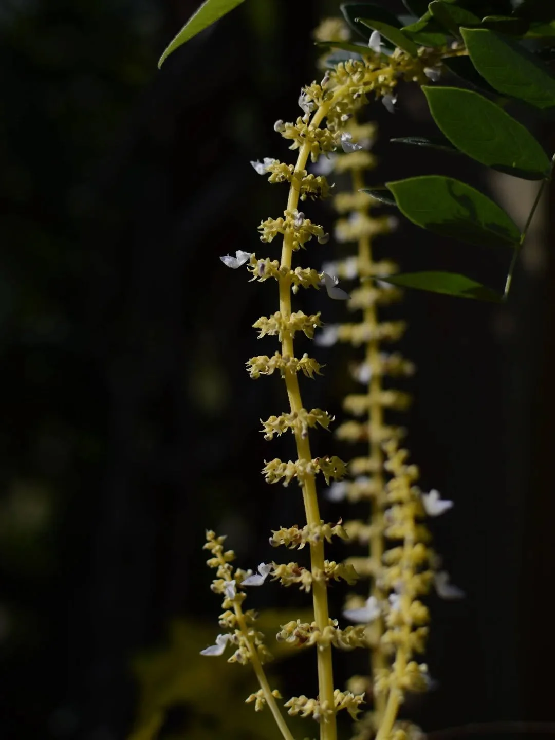 I don't pinch my coleus flowers, I love the skeletal spires.