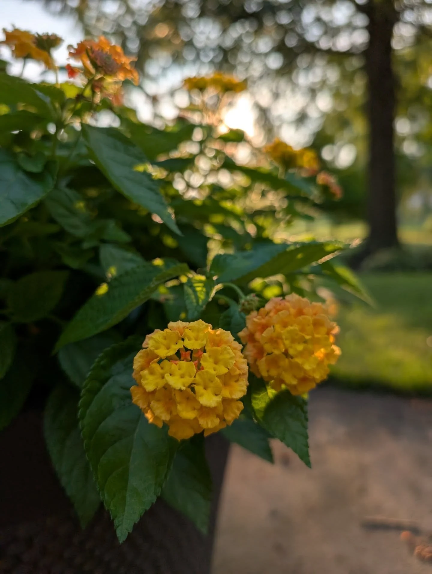 Some backyard magic. We went simple with the pot arrangements this year and I think it turned out alright!
Lantanas 'Bandolista Mango'
Coleus 'Sunset Boulevard'
Creeping Jenny 'Goldilicks'
Egyptian Papyrus 'Prince Tut'
Sweet Alyssium 'Snow Princes