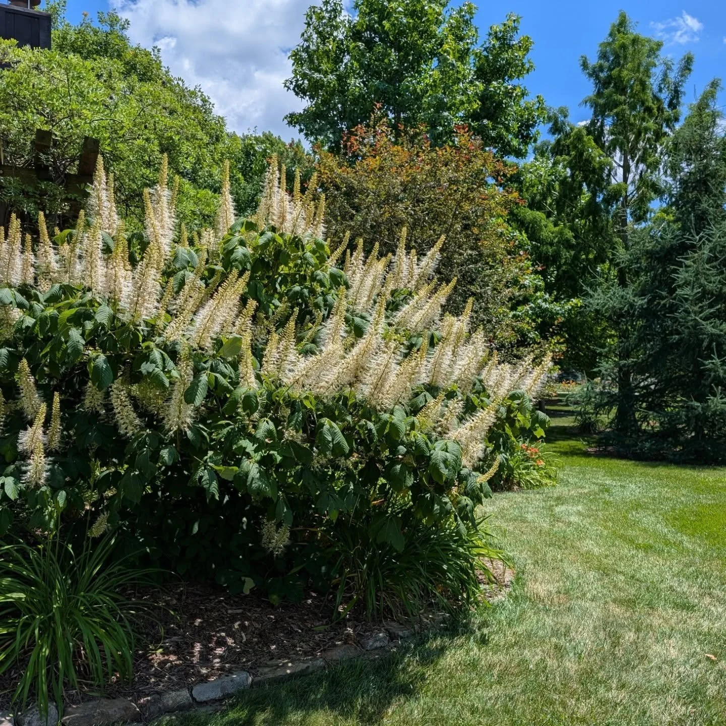 Also in its best form, the bottlebrush buckeye. It's hard to take my eyes off this guy right now. What a specimen.