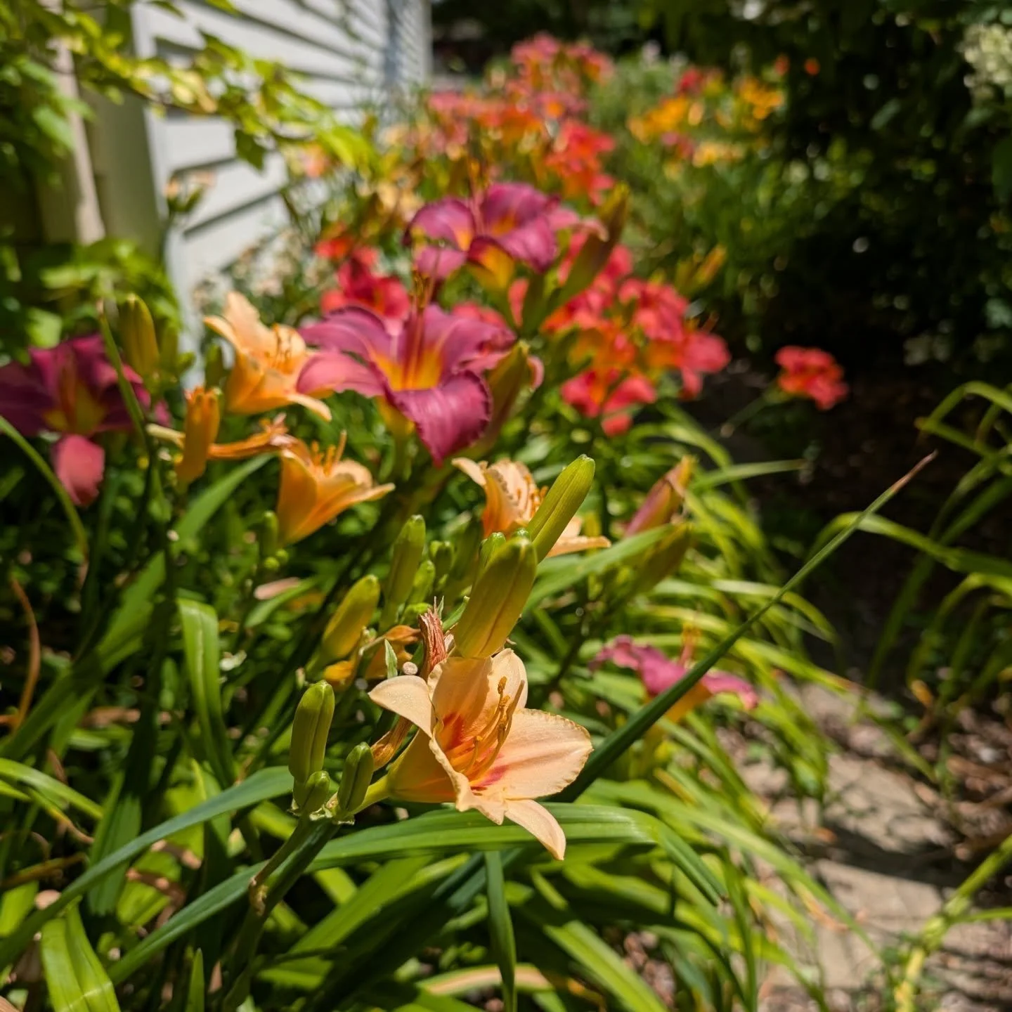 We are known as the daffodil and daylily house in our neighborhood...for spectacularly colorful, good reasons! #daylily #hemerocallis