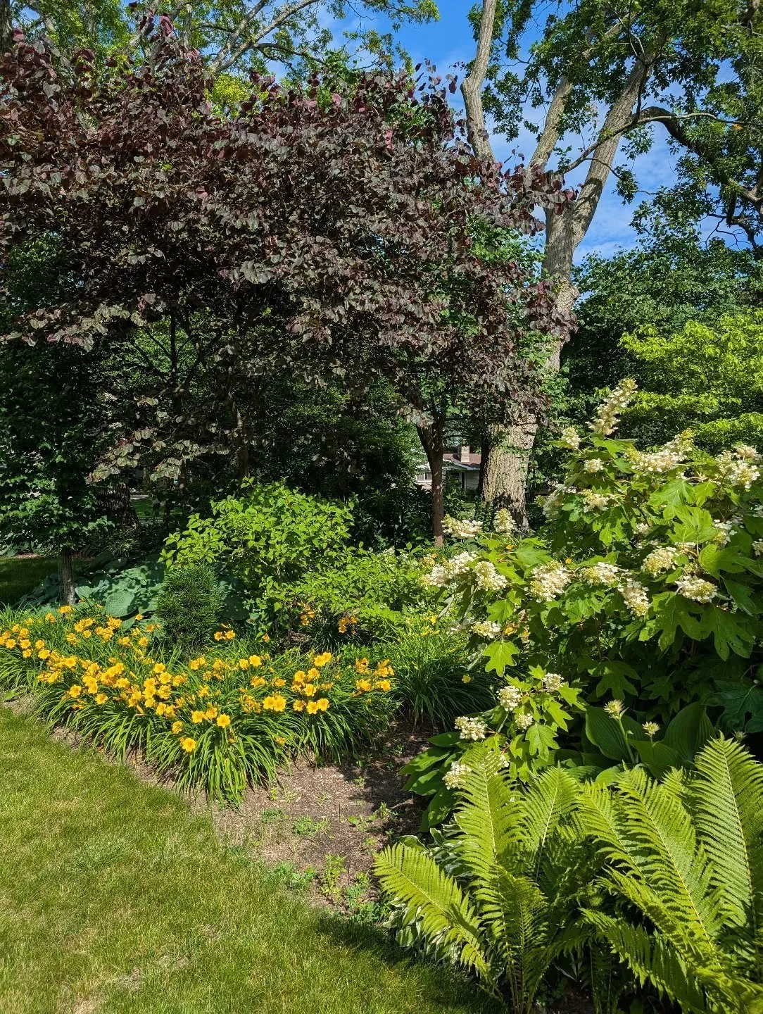 I know a lot of you aren't fans of the Stella D'Oro daylily - probably because it has been overused? But there is a reason it became so popular. #hemerocallis
*also note the truly happy #oakleafhydrangea and don't mind the weeds
