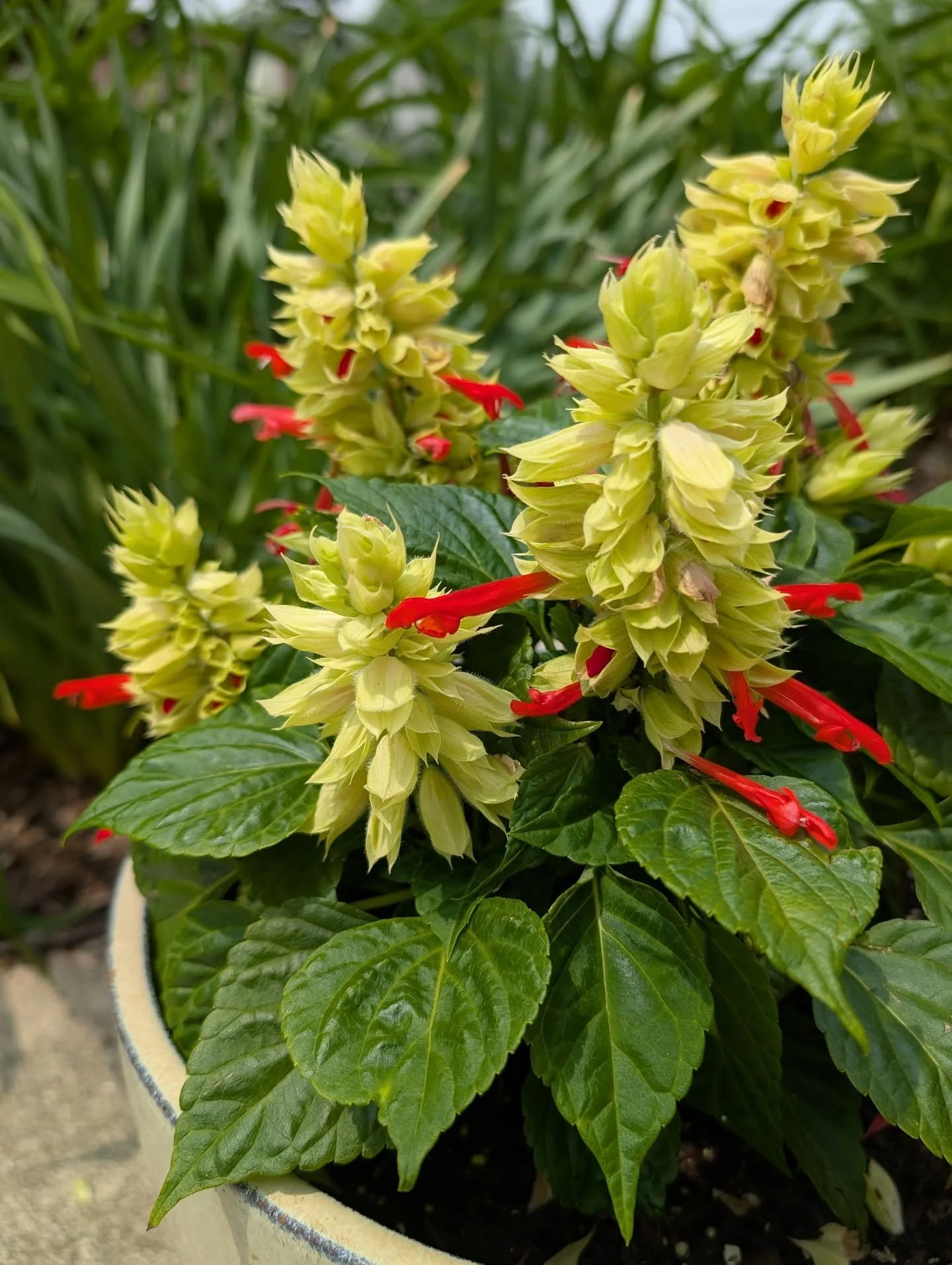 Mohave Red and White Bicolor Salvia #SalviaSplendens #Salvia
Loving all the annuals from my master gardener friend - she started these from seed in January in her very large shed with rows and rows of grow lights and shelving and fans and plants, so