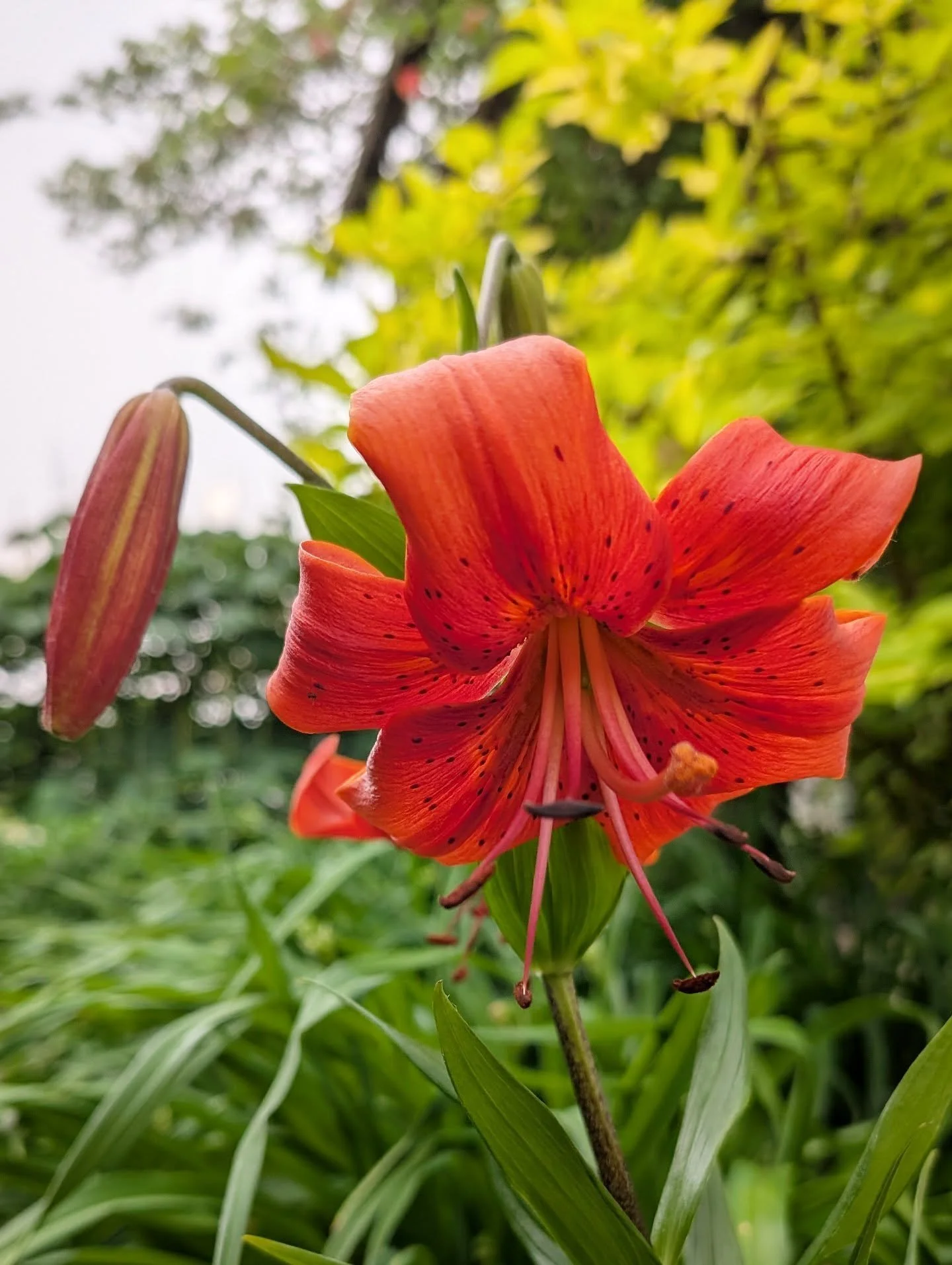 I love tiger lilies - the brilliant color, the spots, the long stems with so many leaves that stay green. But why must it hang its head so low? #tigerlily