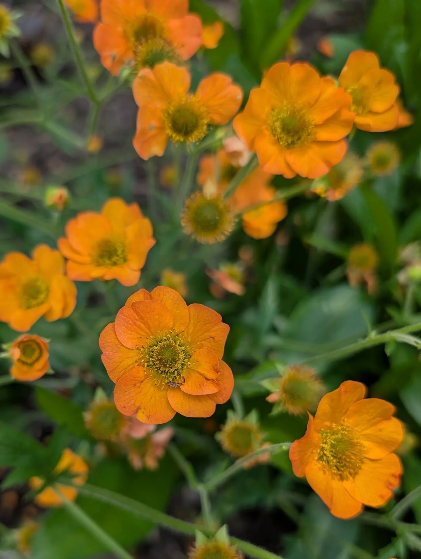 Always wonderful to discover new-to-me plants in a friend's garden. This geum is pure eye candy...