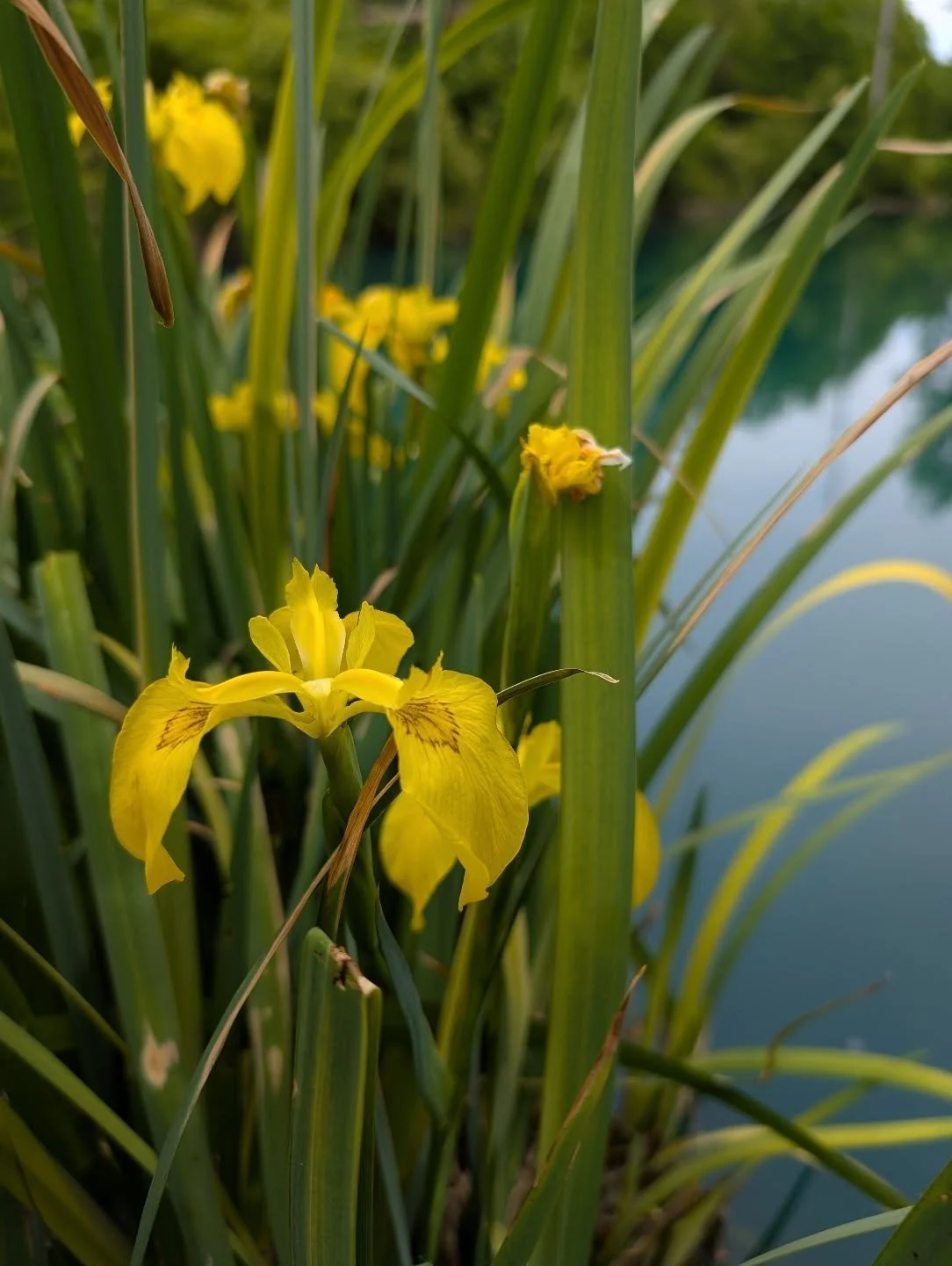 Little (or medium-sized) yellow lilies pointed out by a friendly fisherwoman who caught a big (or medium-sized...to small...) fish. Almost slid into the pond for this pic.