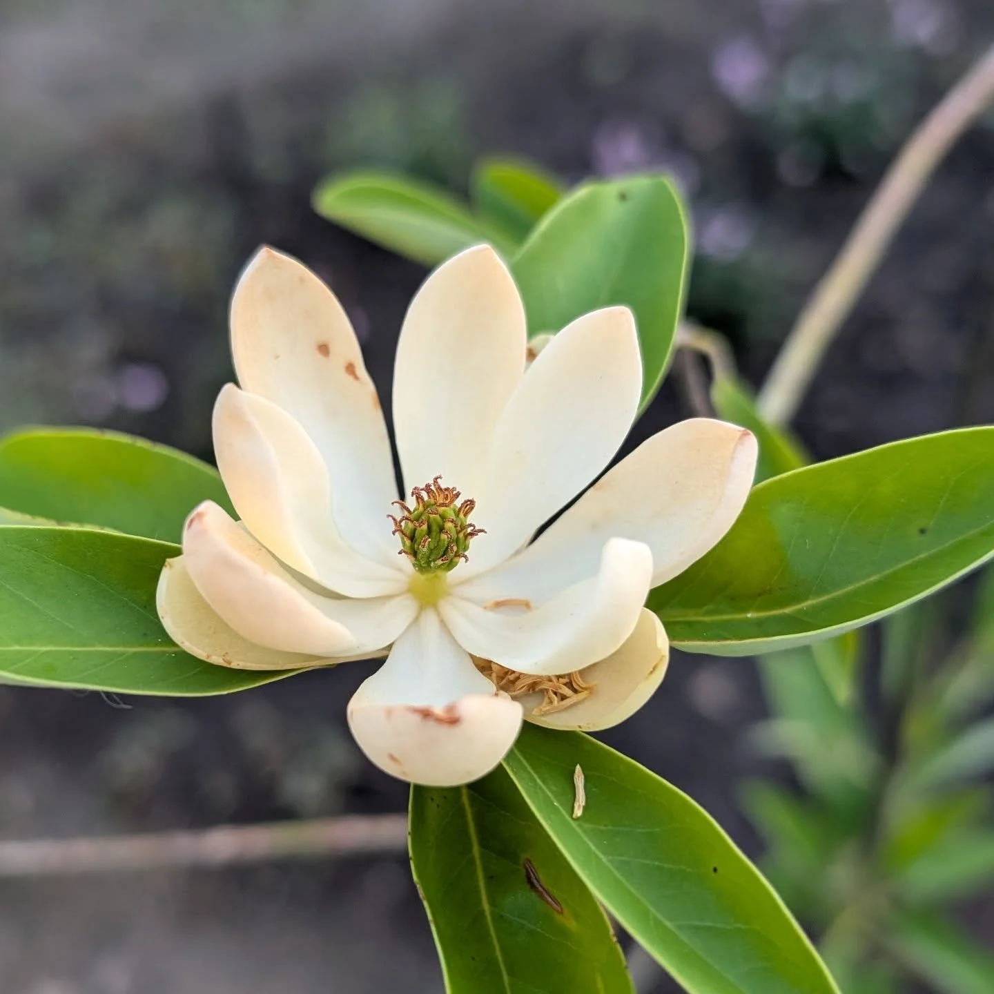 Sweetbay magnolia, still lovely after the first blush. 

Excited for this 'Green Shadow' cultivar. It's supposed to be evergreen through -15 degree temps! The flowers smell like lemon. Could be multi-stem but the plan here is to get a leader and keep
