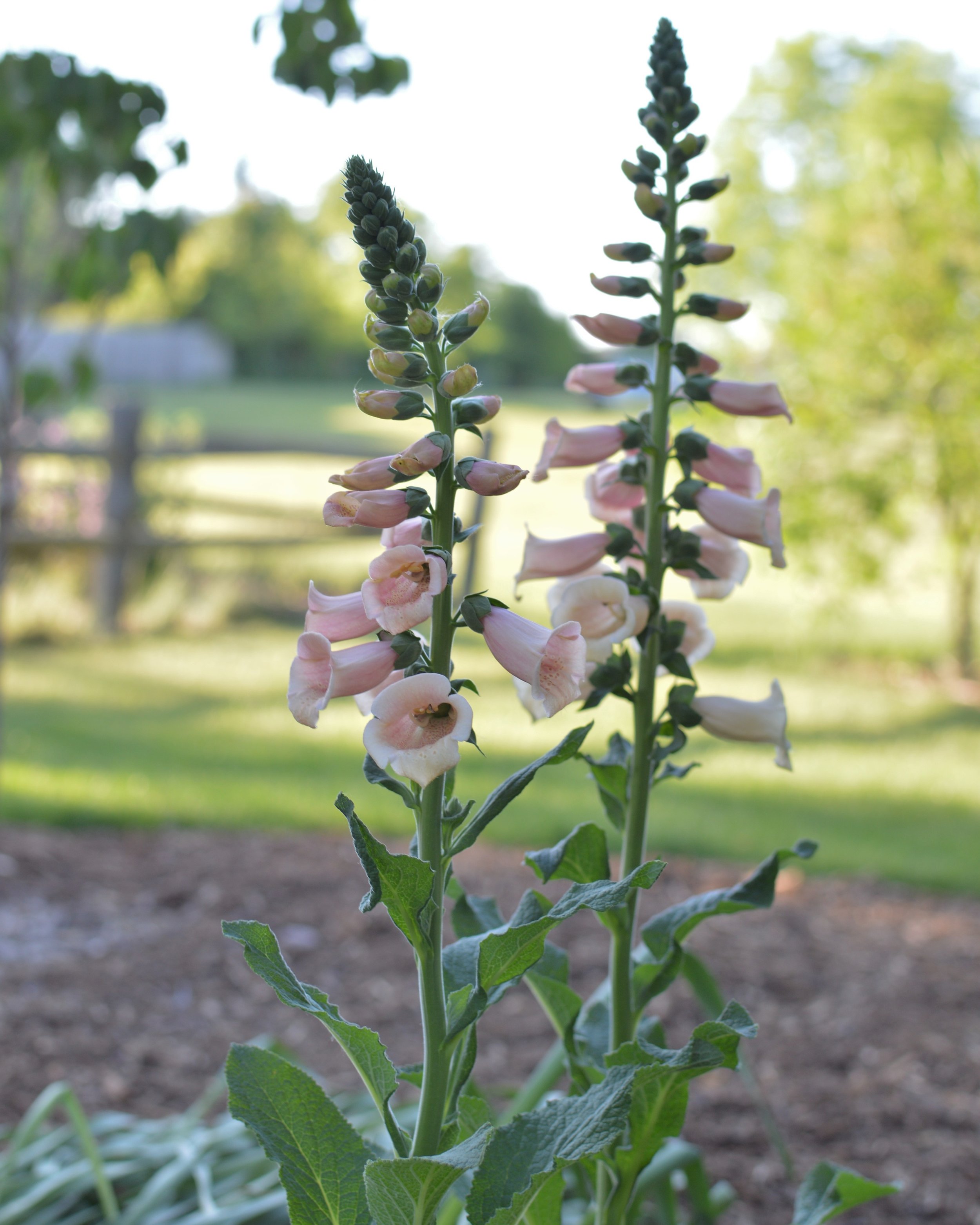 Excited about my 1) new perennial: 'Dalmation Peach' Foxglove (digitalis purpurea) and 2) this year's annual snapdragon: Mango Twist (Antirrhinum majus). 

Let's be honest... I'm excited about a lot of plants. And these are today's lovely spires.