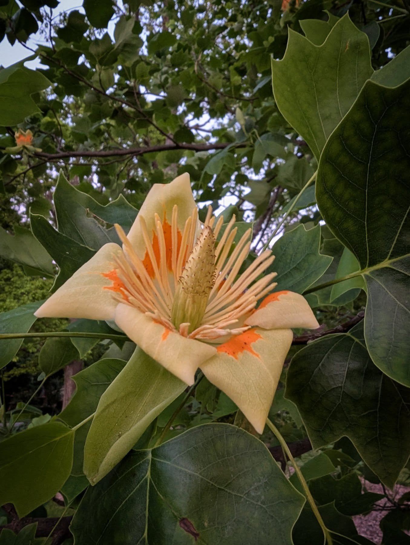 Indiana's official state tree - the tulip tree - is well named for the shape of leaves. But they also have flowers! Our mature columnar variety was laced in these flowers that you could see from a surprisingly long distance.

#tuliptree #treeflowers 