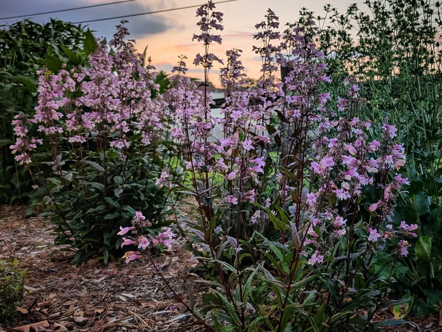 Beardtongue -- what is in a name?? -- also known as penstemon digitalis, 'Midnight Masquerade.' This is in its 2nd summer in the newish pollinator garden and I'd say it is thriving. (And so are the hummingbirds.)