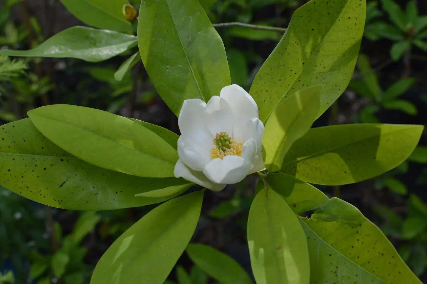 Our sweetbay magnolia is barely hanging on after the very cold winter -- but I'm enjoying my neighbor's flowers! They make me miss the giant magnolias in Charleston...

#sweetbaymagnolia #magnoliatree
