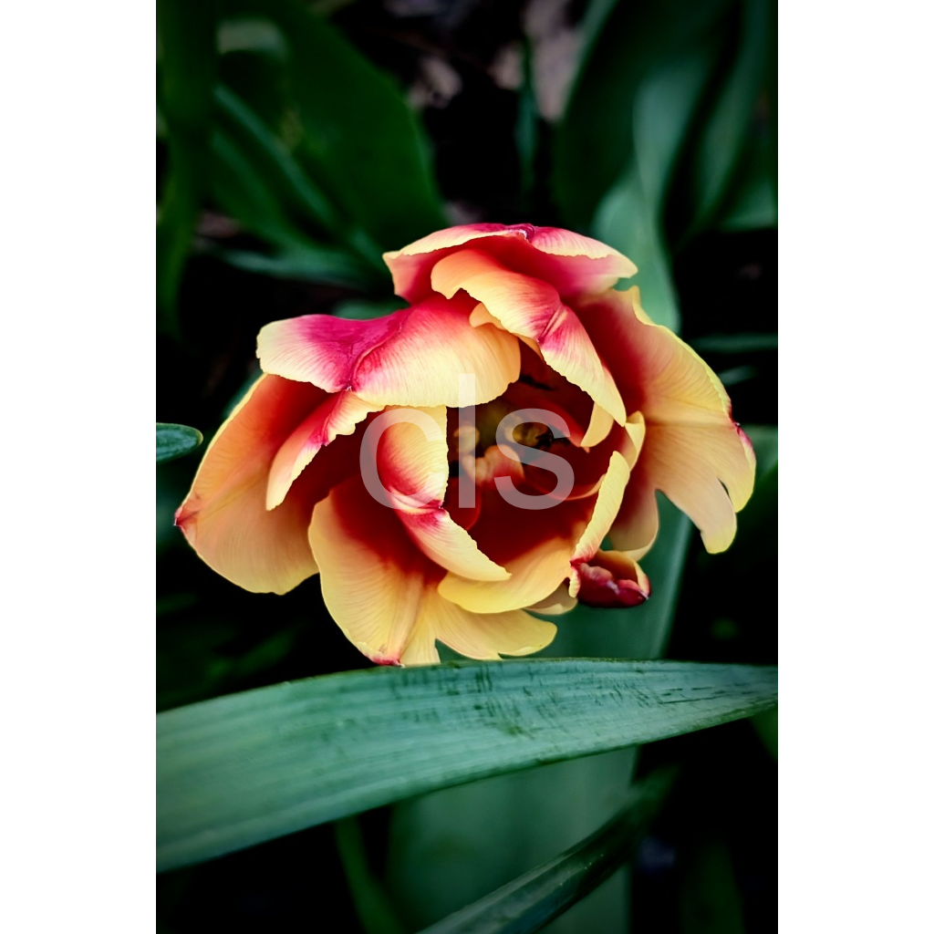 Fiery Focus