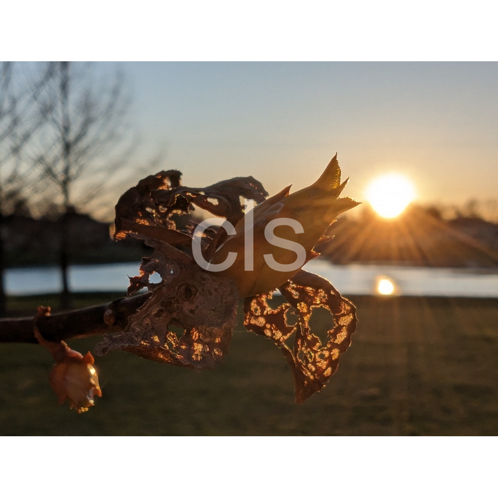image_original_8a0496f6a6397581367536557e603826.png