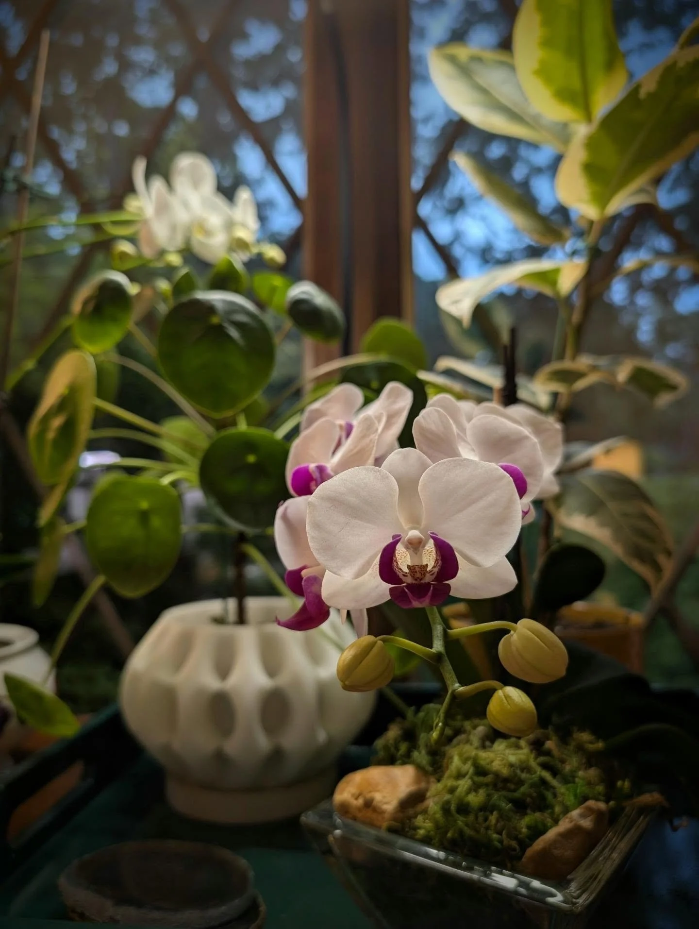 What's happening inside the house on this -cold- rainy summer day.  FYI, the awesome mod pot ( @madebymorelandkc ) glows in the dark! 

I used to kill orchids on the regular. What I learned: they need an east facing window. #morninglight

#orchid #ch