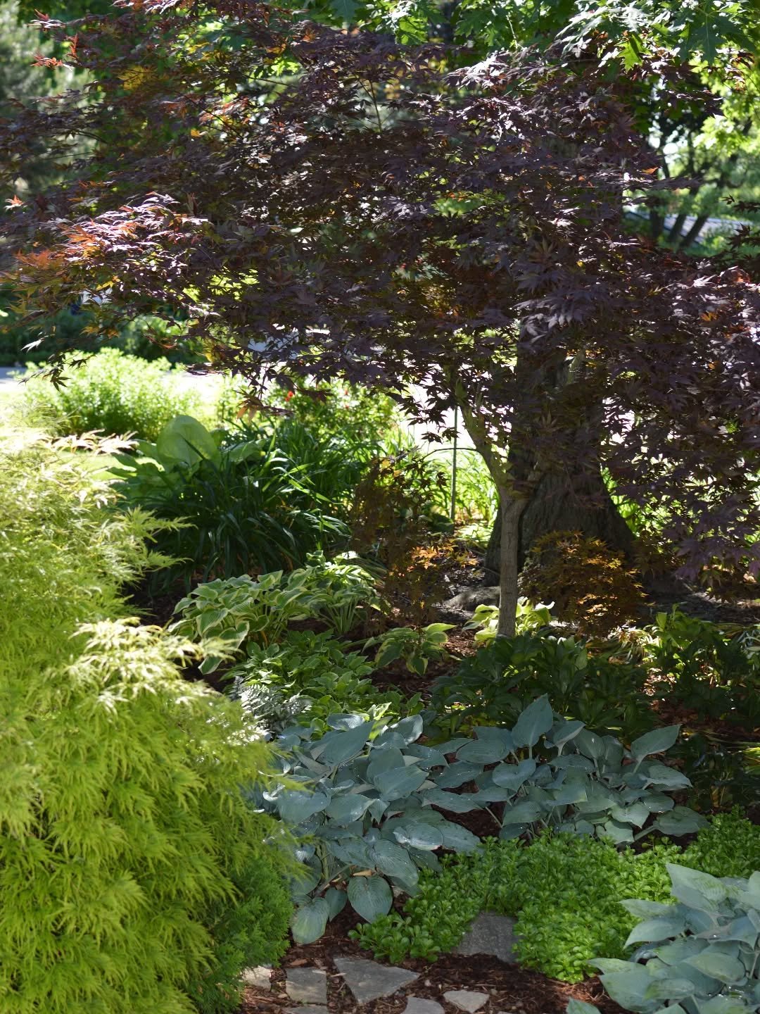 The red Japanese maple sat dormant for years, not growing more than 3 feet tall. Six years later in its new home. Such a lovely walk to the front door.

#acerpalmatum #japanesemaple #shadeplants #hosta