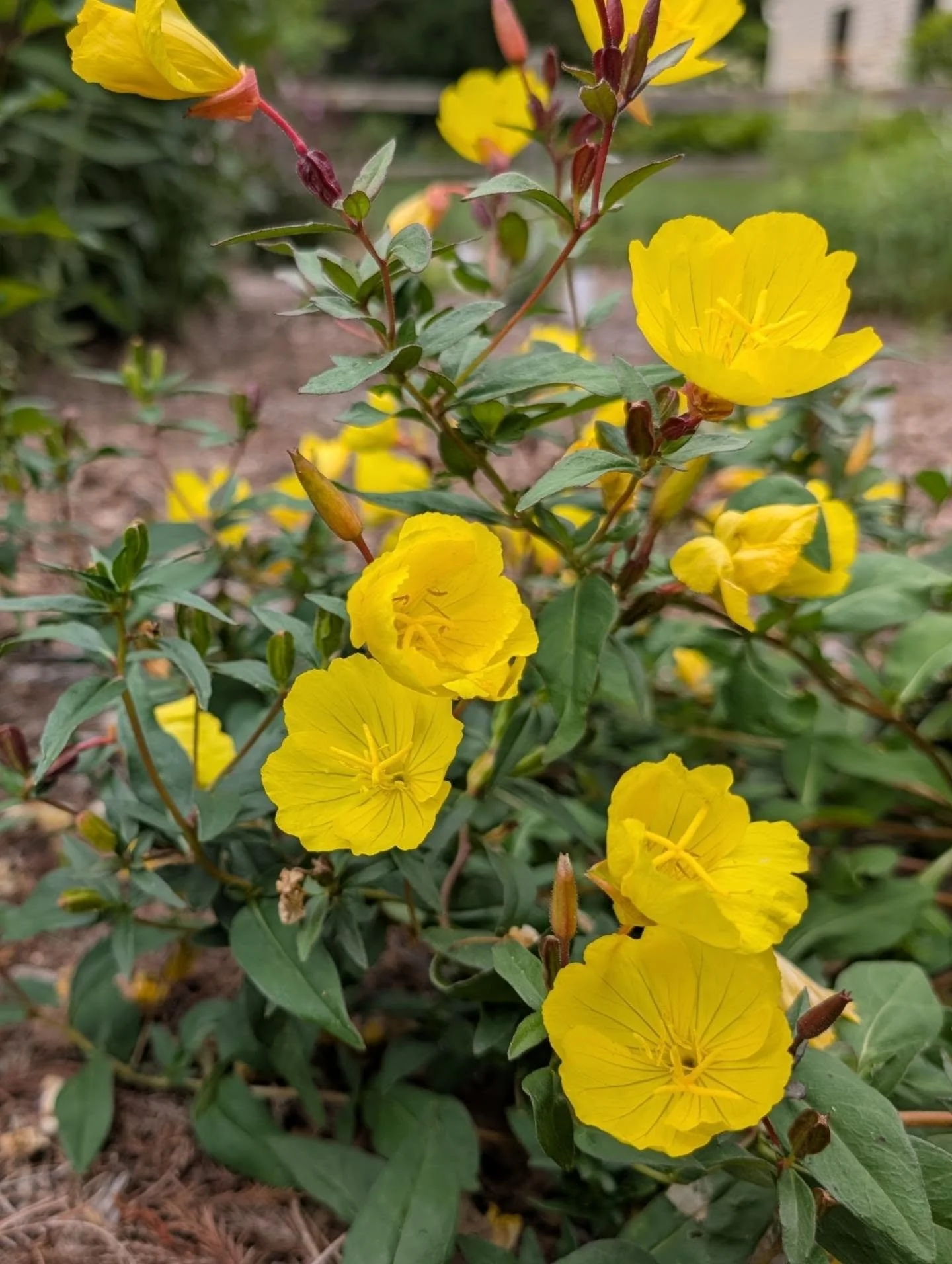 It's yellow outside!

Evening Primrose 🌛 California or Golden Poppy 🫣 Ox Eye Sunflower or False Sunflower (poking out from between its towering neighbors: cup plant and sawtooth sunflower) ⭐ Daylily

#oenothera #eschscholziacalifornica #heliopsis #