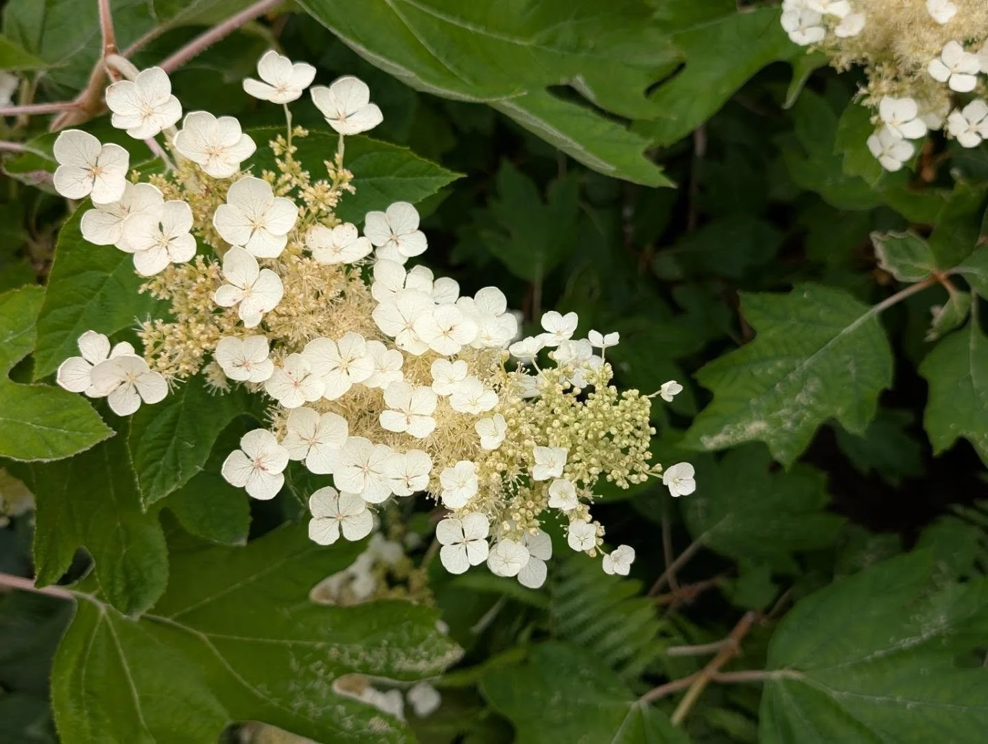 The oakleaf is my favorite hydrangea - the leaves get so big, its smell is intoxicating, the flowers go from white to dusty pink, it's always buzzing with pollinators, the peeling bark looks cool in the winter, and the fall color gradients compete wi