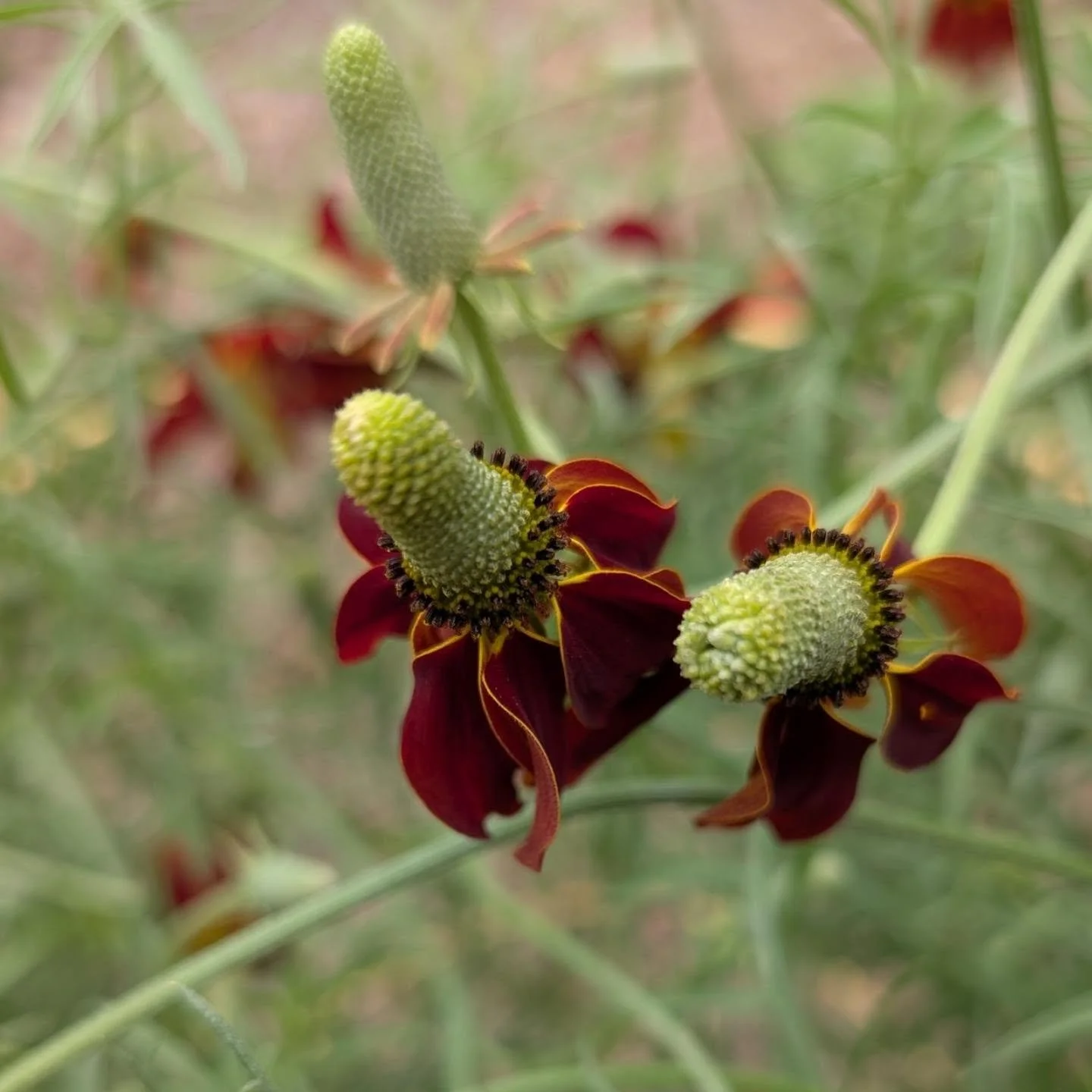 Another sophomore in our pollinator garden: the upright prairie coneflower. The colors in pollinators are so varied and kind of intense in their hue. Some of the names are not so interesting...

#ratibidacolumnifera #coneflower #pollinatorgarden